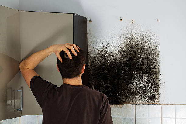 Best Attic Mold Remediation in Wayne, IL