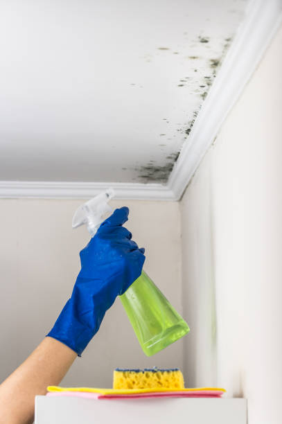 Best DIY Mold Remediation Support Services in Wayne, IL