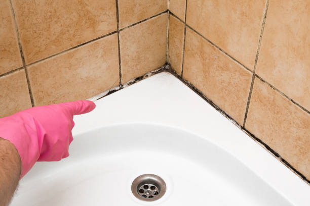 Professional Mold Remediation in Wayne, IL
